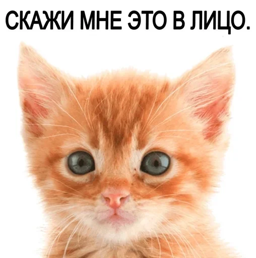 Sticker kotturist - 1