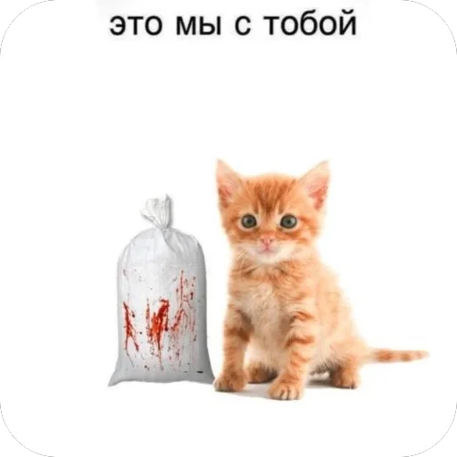 Стикер kotturist - 1