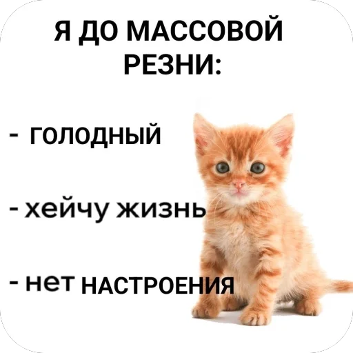 Sticker kotturist - 1