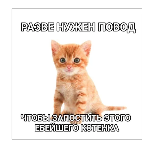 Стикер kotturist - 1