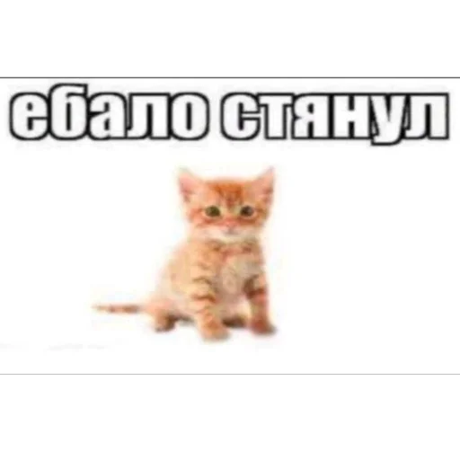 Sticker kotturist - 1