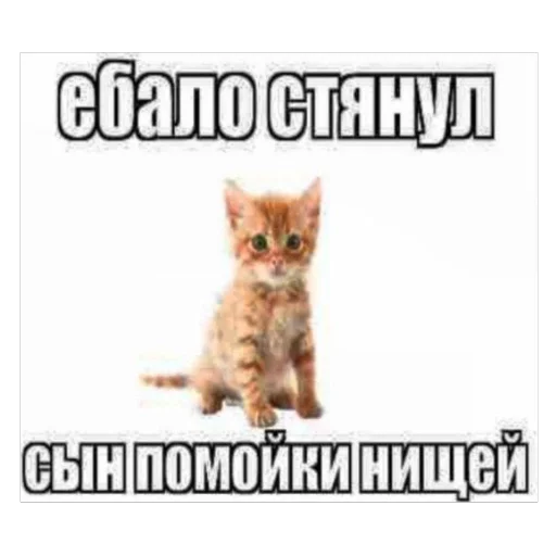 Стикер kotturist - 1