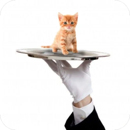 Sticker kotturist - 1