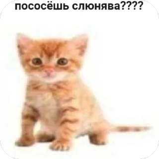 Sticker туристическое @pron21plus - 6