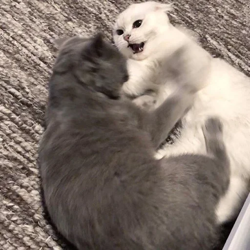 animal mammal small to medium-sized cats