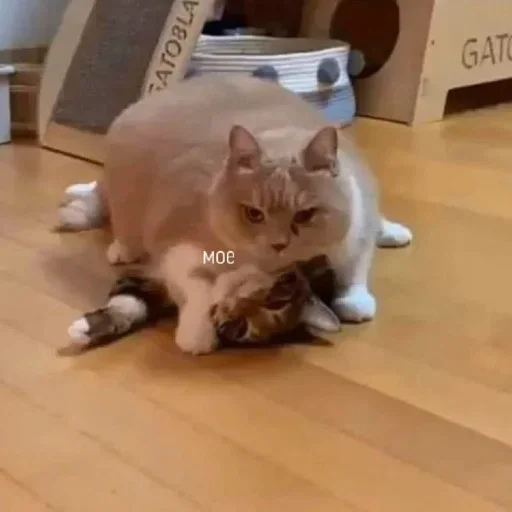 animal domestic cat floor