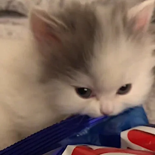 mammal small to medium-sized cats animal