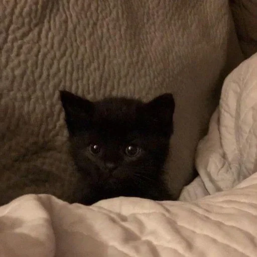 комнатный кошки малого и среднего размера кровать