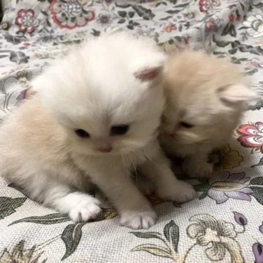 mammal animal domestic cat