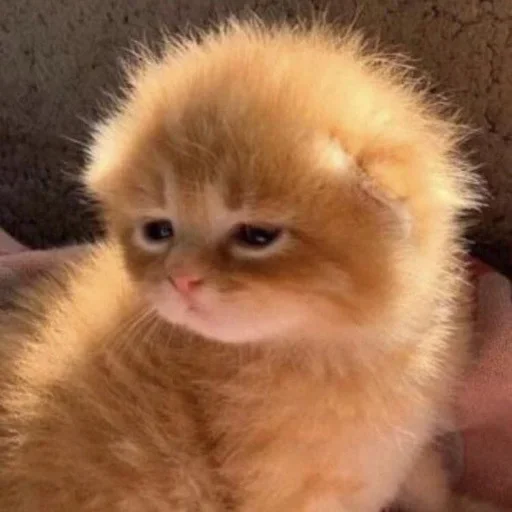 animal cat small to medium-sized cats