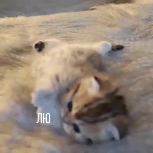 mammal animal ground