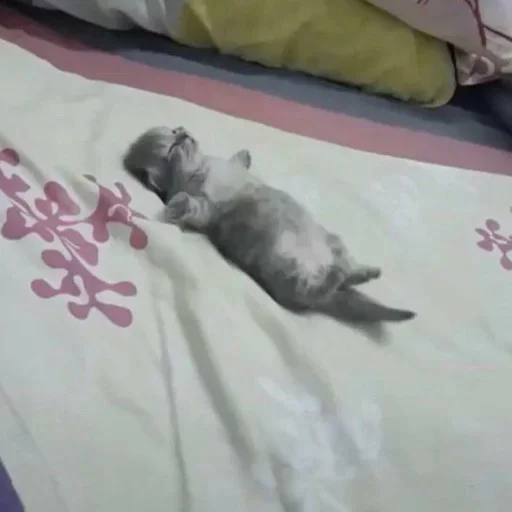 animal mammal indoor