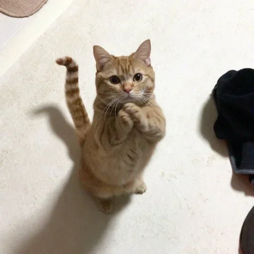 animal mammal small to medium-sized cats