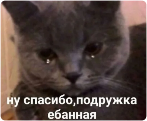 Sticker kotukaksmuslzuzni - 1