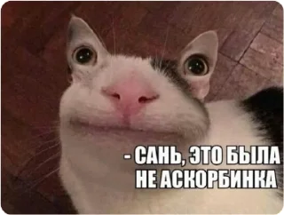 Sticker ЭТО МОЯ ЖИЗНЬ - 0