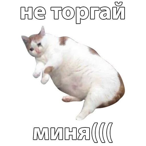 text animal domestic cat