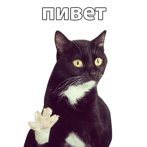 animal mammal small to medium-sized cats