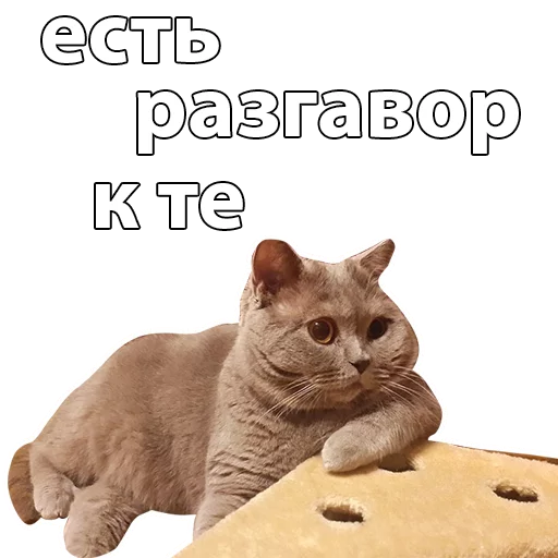 small to medium-sized cats felidae whiskers