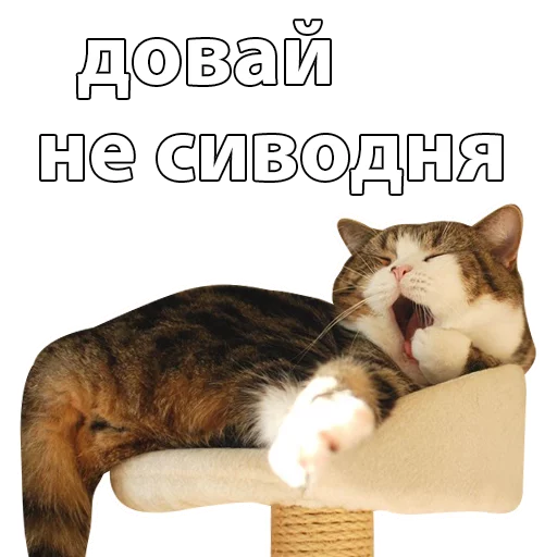 animal small to medium-sized cats mammal