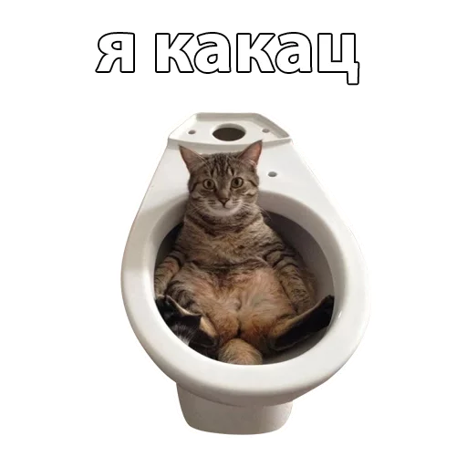 cat animal small to medium-sized cats