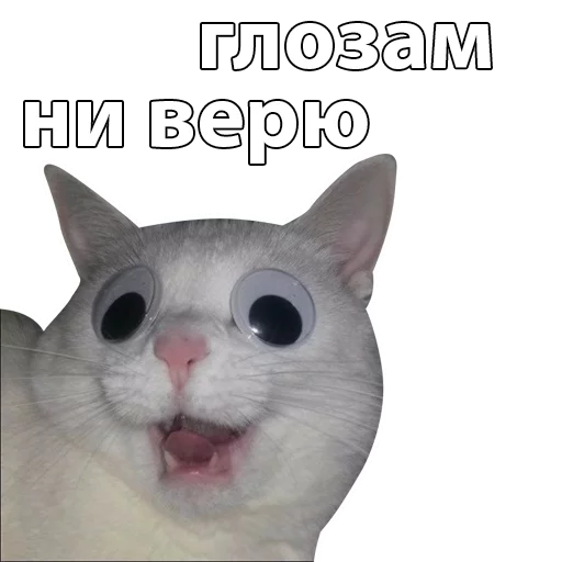 animal mammal domestic cat