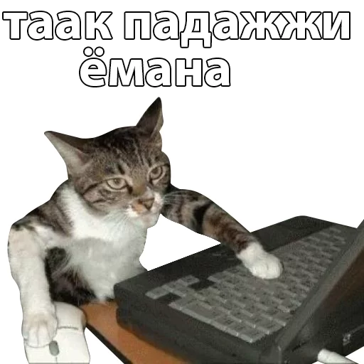 computer animal small to medium-sized cats