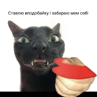 Sticker котиська (@/uamusicandcats) - 0