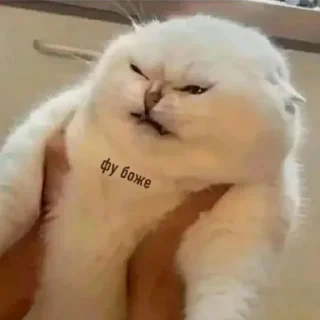 Sticker котиська (@/uamusicandcats) - 7