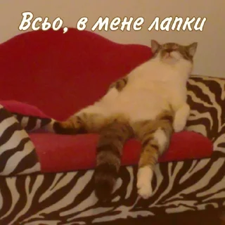 Sticker котиська (@/uamusicandcats) - 5