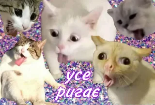 Sticker котиська (@/uamusicandcats) - 4