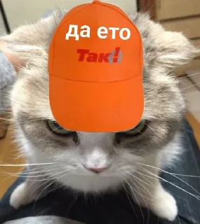 Sticker котиська (@/uamusicandcats) - 3