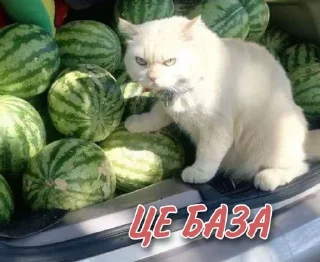 Sticker котиська (@/uamusicandcats) - 8