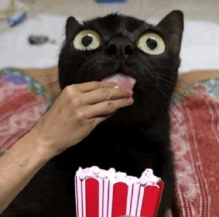 Sticker котиська (@/uamusicandcats) - 9