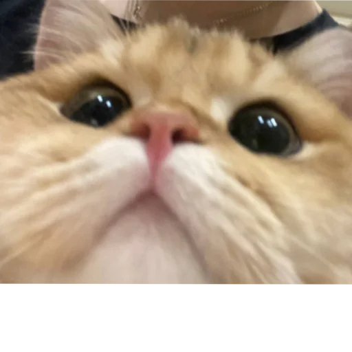 Sticker kotya_ra - 1