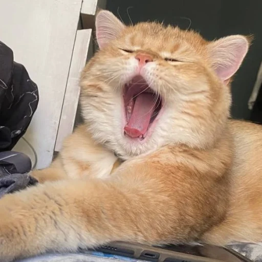 Стикер kotya_ra - 1