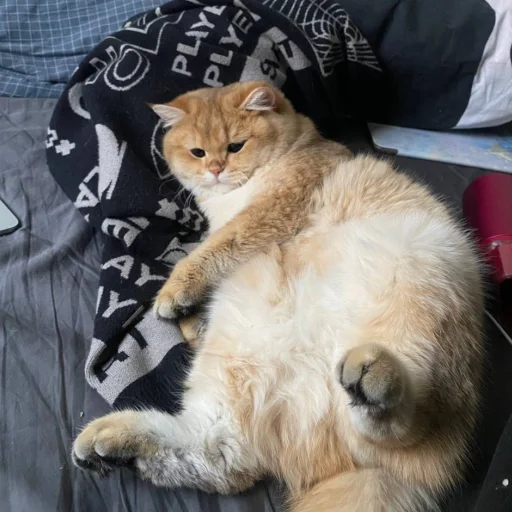 Sticker kotya_ra - 1