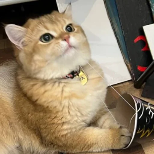 Sticker kotya_ra - 1