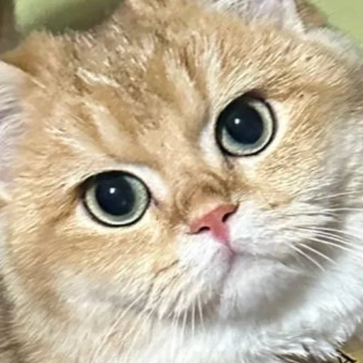 Sticker kotya_ra - 1