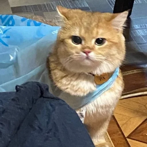 Sticker kotya_ra - 1