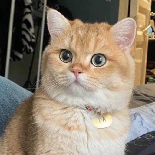 Sticker kotya_ra - 1