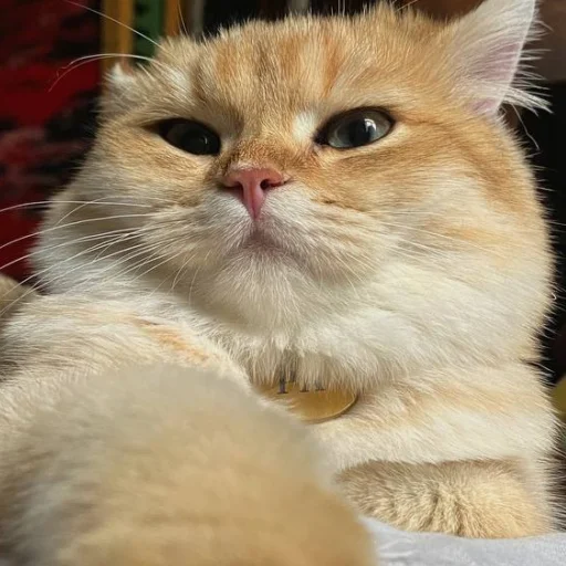 Стикер kotya_ra - 1