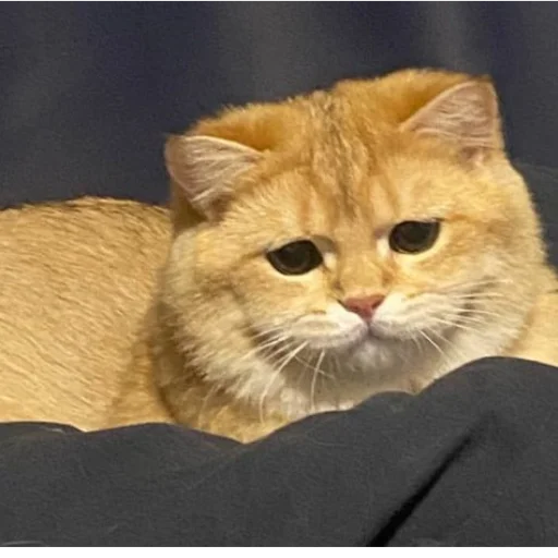 Sticker kotya_ra - 1