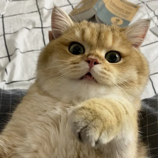 Sticker kotya_ra - 1