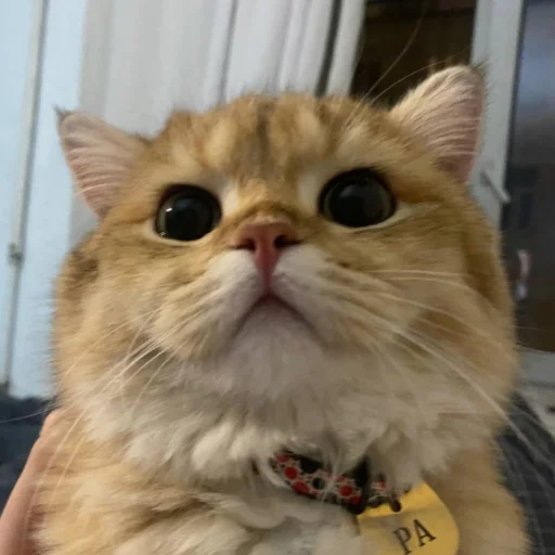 Sticker kotya_ra - 1