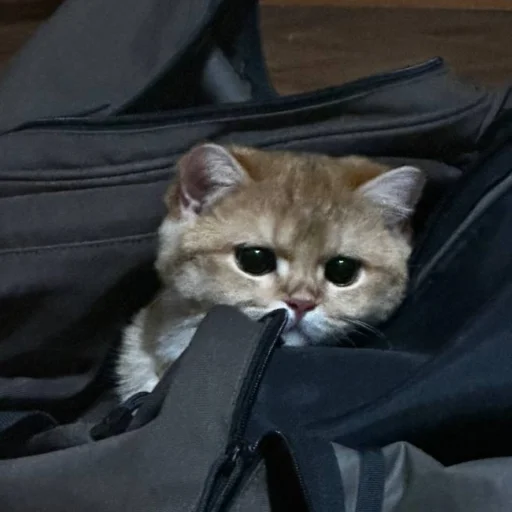 Sticker kotya_ra - 1