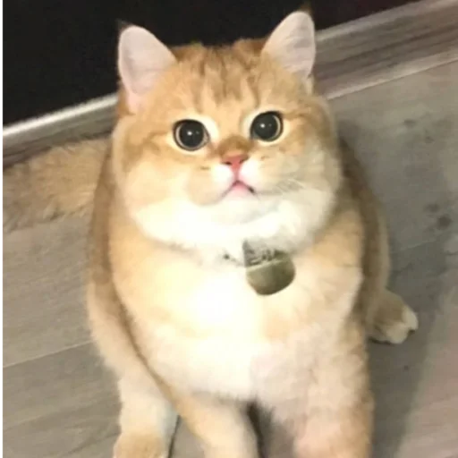 Sticker kotya_ra - 1