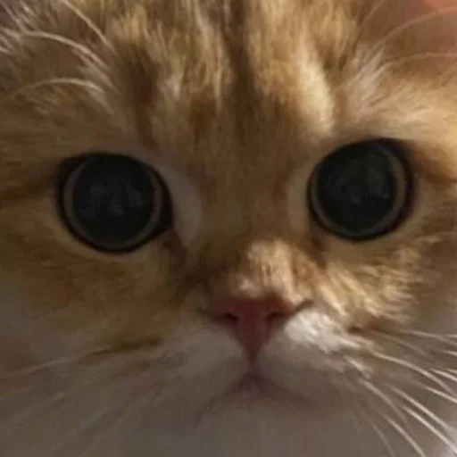 Sticker kotya_ra - 1