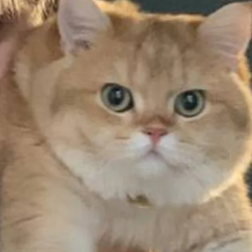 Sticker kotya_ra - 1