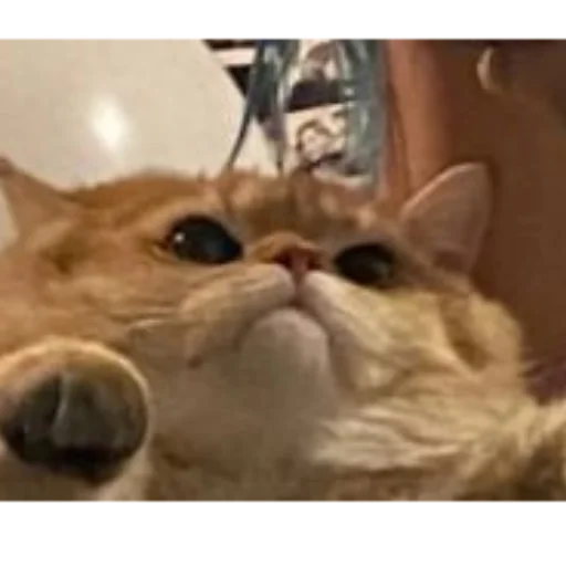 Sticker kotya_ra - 1