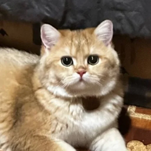 Стикер kotya_ra - 1